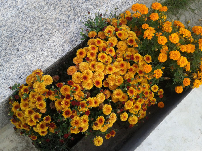 crizanteme si craite