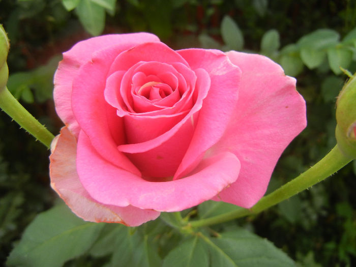 Rose Pink Peace (2013, July 26)