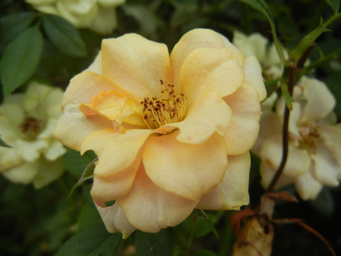 Orange Miniature Rose (2013, Jul.26)
