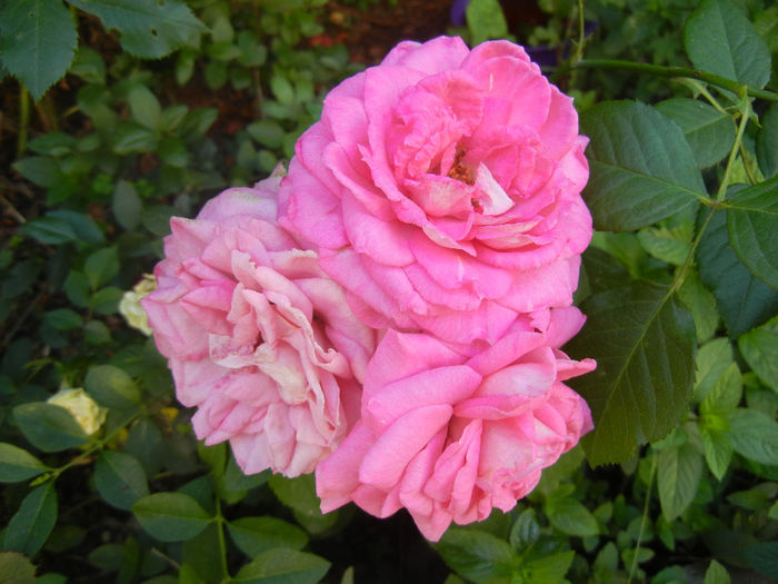 Pink Miniature Rose (2013, Jun.18) - Miniature Rose Pink