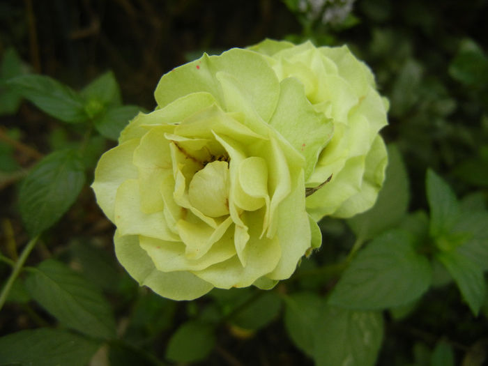 Green Miniature Roses (2013, July 26) - Miniature Roses