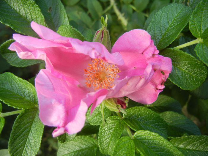 Rosa rugosa (2013, June 20)