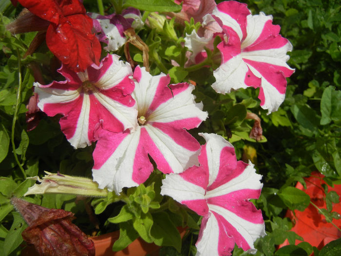 Pink & White petunias, 12jun2013