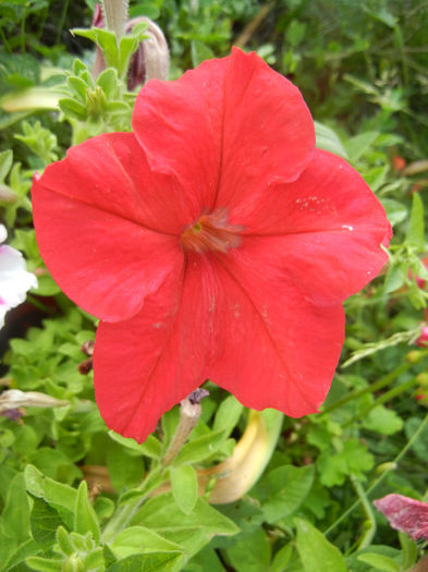Red petunia, 20jun2013