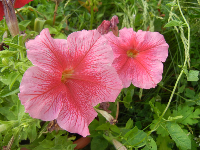 Pink petunias, 20jun2013