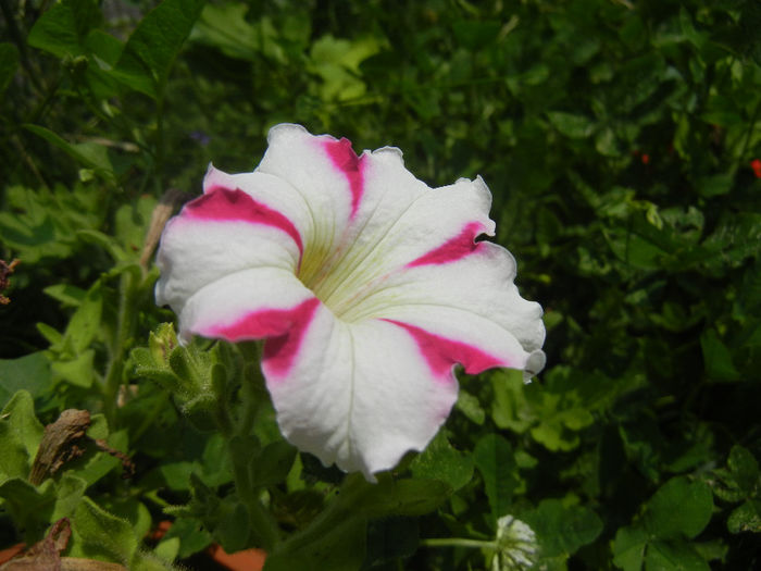 Pink & White petunia, 23jun2013