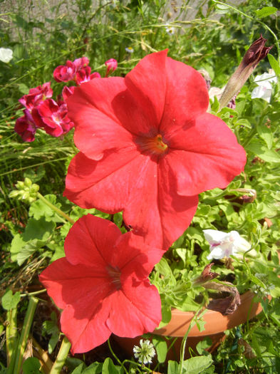 Red petunias, 23jun2013