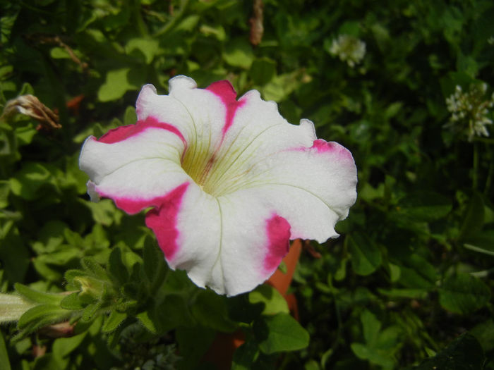 Pink & White petunia, 23jun2013