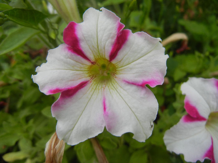 Pink & White petunia, 24jun2013