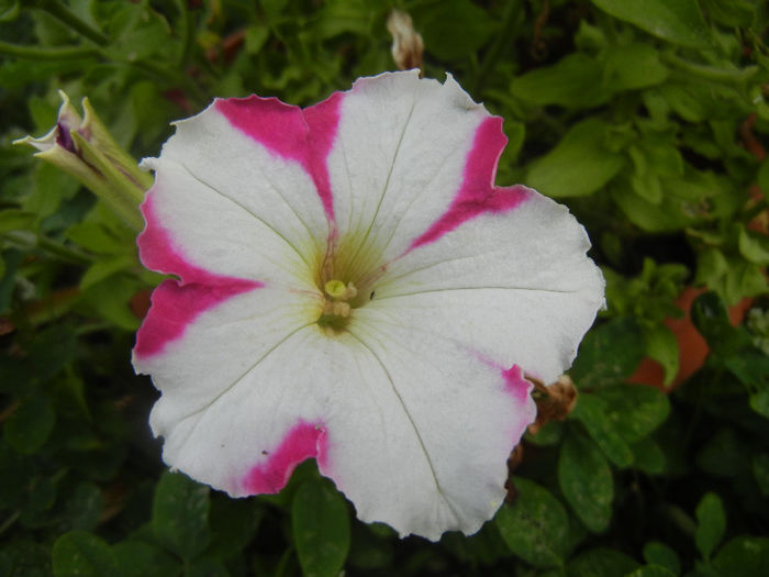 Pink & White petunia, 26jun2013