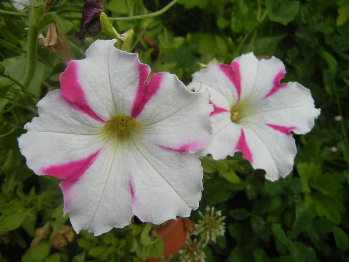 Pink & White petunia, 26jun2013
