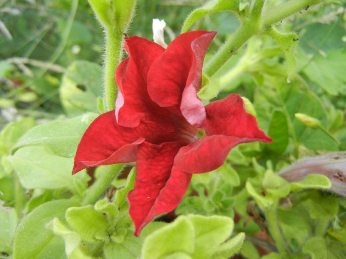 Red petunia, 10jul2013