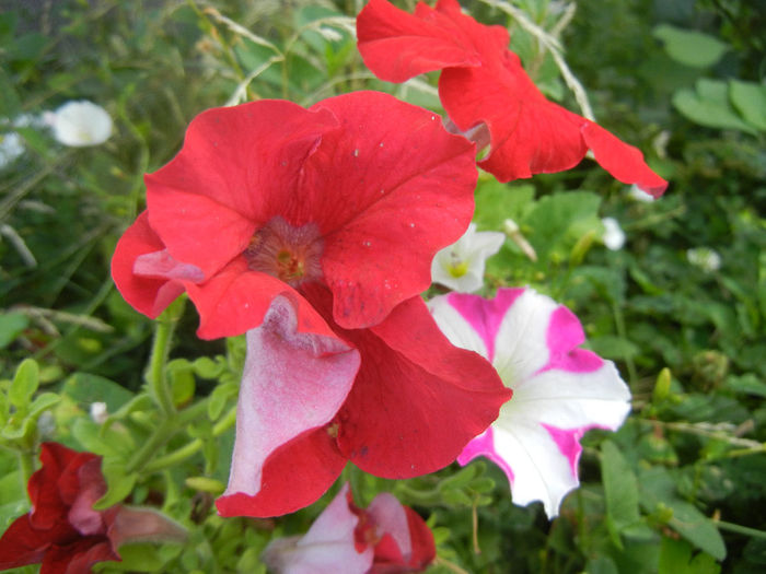 Petunias, 10jul2013
