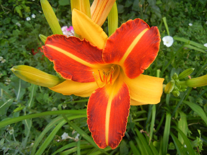 Hemerocallis Frans Hals (2013, July 10) - Hemerocallis Frans Hals