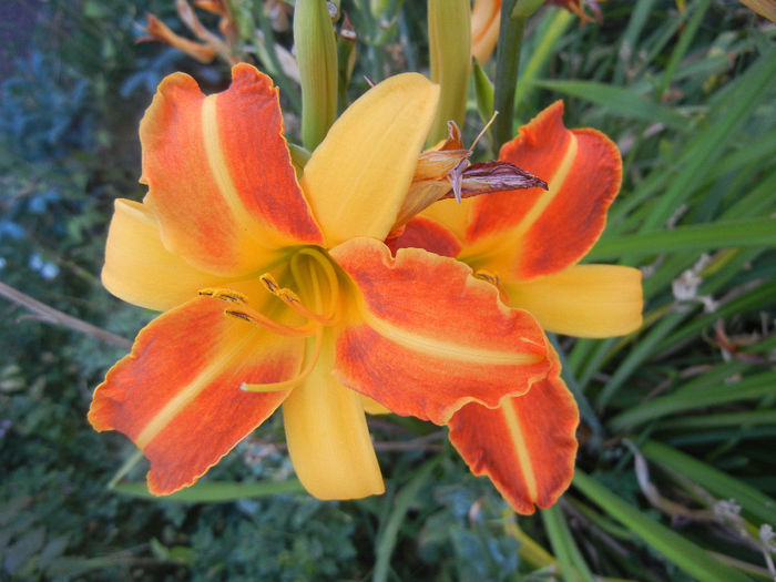Hemerocallis Frans Hals (2013, July 26) - Hemerocallis Frans Hals