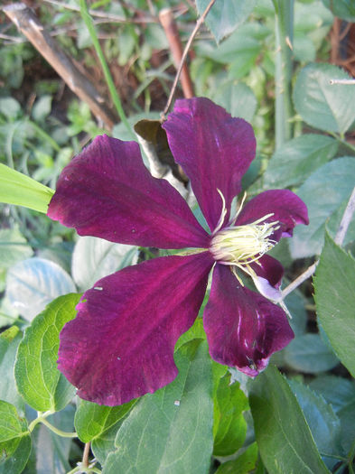 Clematis Niobe (2013, June 18) - Clematis Niobe