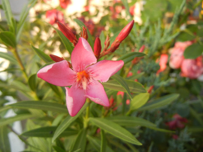 Pink Oleander (2013, June 20) - NERIUM Oleander