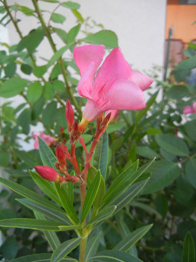 Pink Oleander (2013, July 10) - NERIUM Oleander