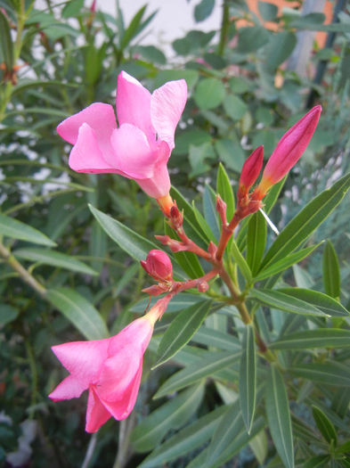 Pink Oleander (2013, July 10) - NERIUM Oleander