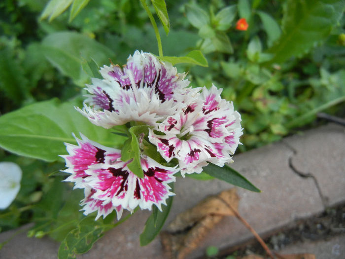 Dianthus barbatus (2013, July 10) - Dianthus Barbatus