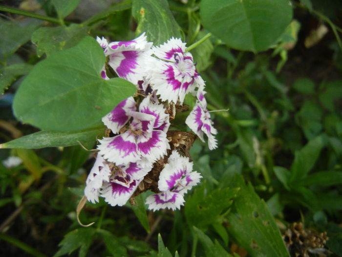 Dianthus barbatus (2013, July 26) - Dianthus Barbatus