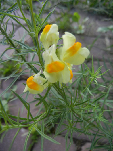 Linaria vulgaris (2013, June 15)