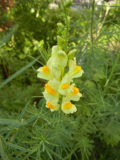 Linaria vulgaris (2013, June 18) - Linaria vulgaris