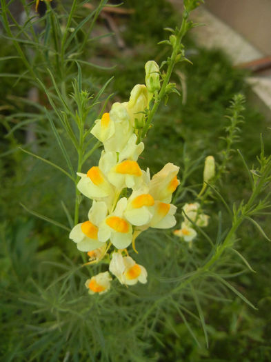 Linaria vulgaris (2013, June 20)