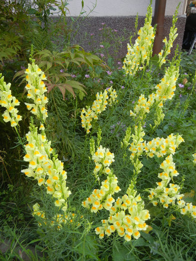 Linaria vulgaris (2013, July 10)