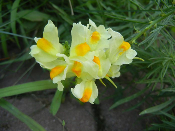 Linaria vulgaris (2013, July 10) - Linaria vulgaris