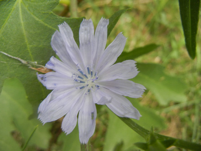 Cichorium intybus (2013, July 26)