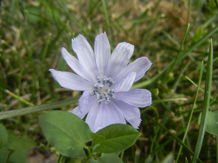 Cichorium intybus (2013, July 26)