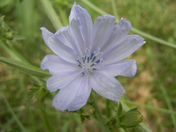 Cichorium intybus (2013, July 26)