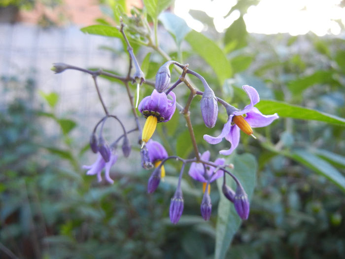 Solanum dulcamara (2013, June 15)