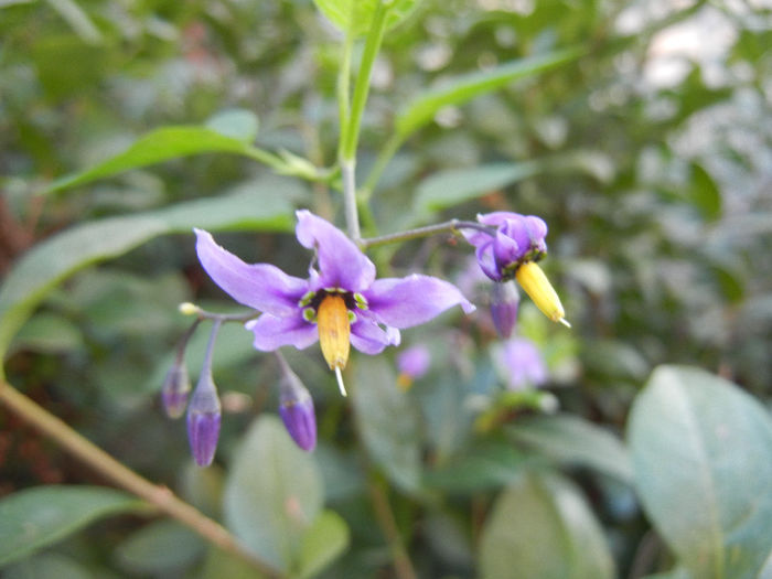 Solanum dulcamara (2013, June 20)