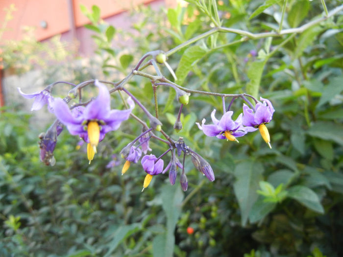 Solanum dulcamara (2013, June 20) - Solanum dulcamara