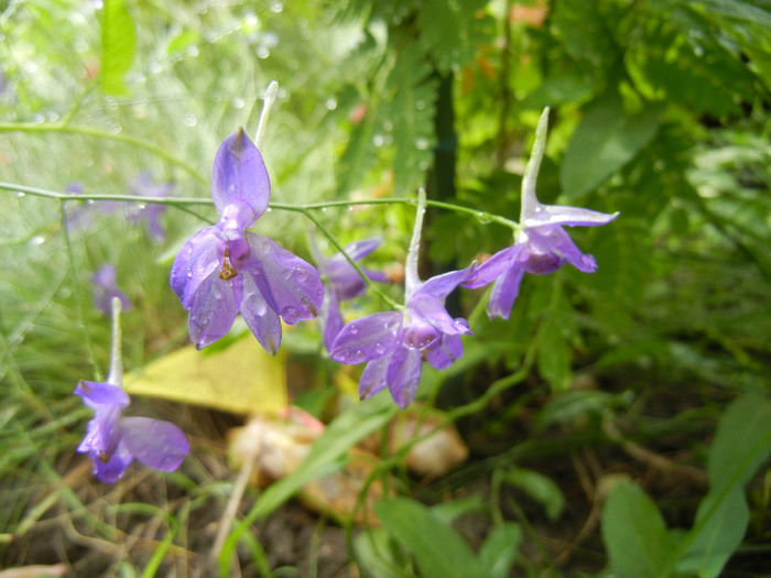 Delphinium consolida (2013, June 12)