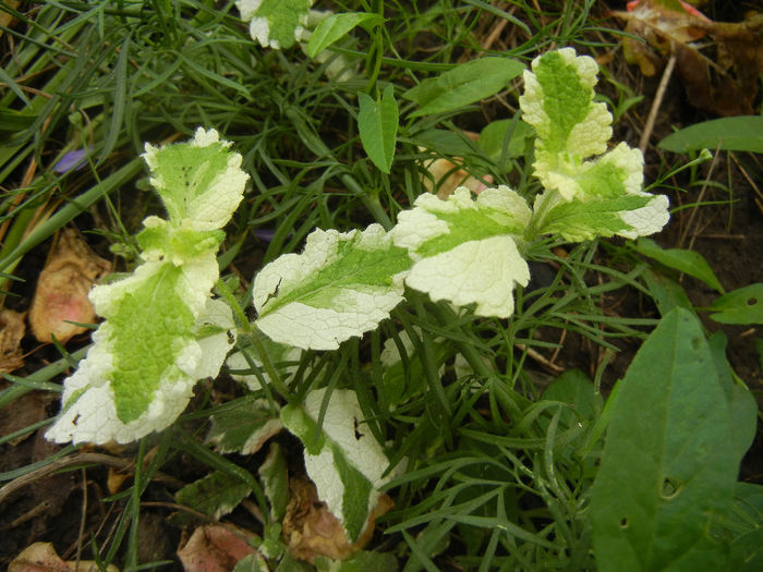 Pineapple Mint (2013, June 13) - Mint_Pineapple