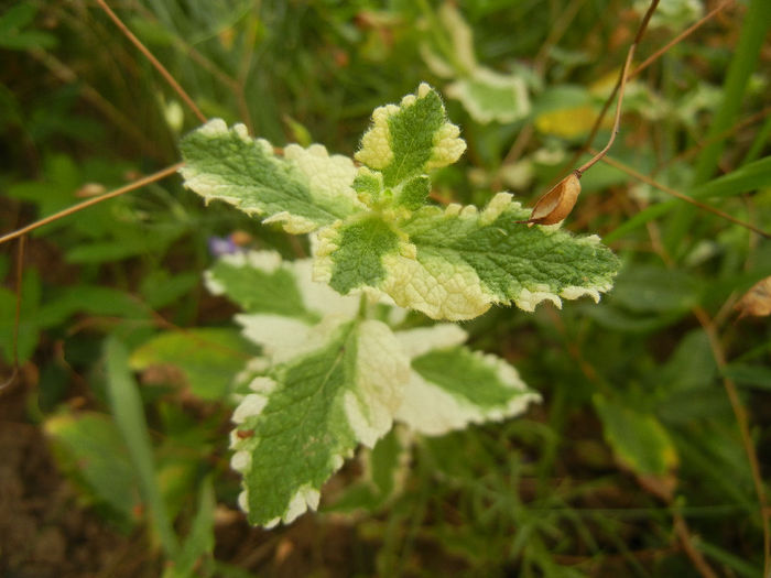 Pineapple Mint (2013, July 26)