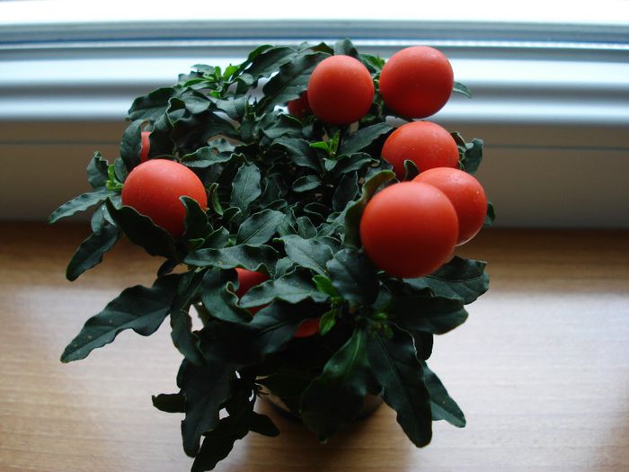 DSC05553 - Solanum pseudocapsicum