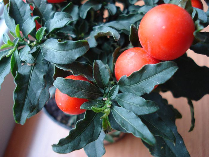 DSC05556 - Solanum pseudocapsicum