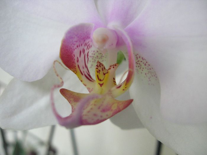  - Phalaenopsis