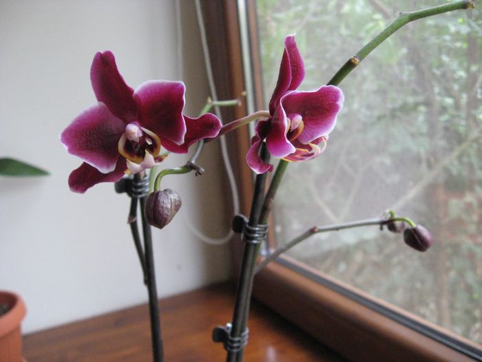  - Phalaenopsis