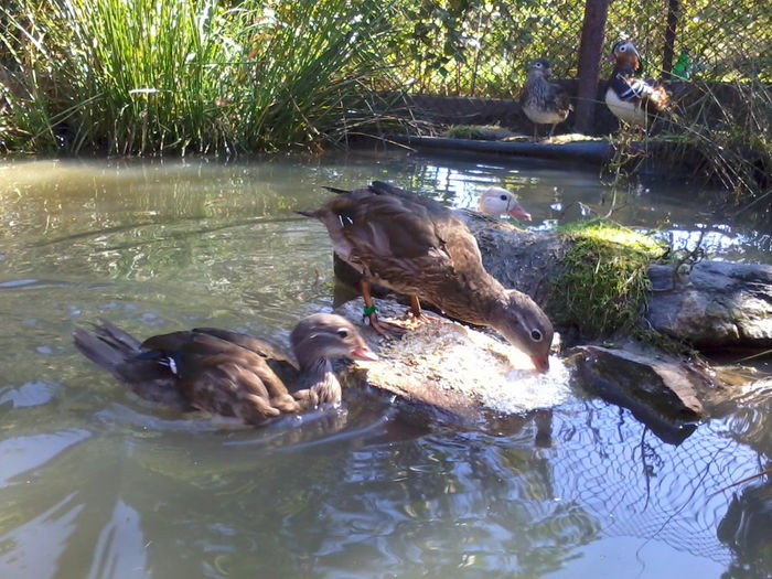 Mandarin; 2013-09-25 14.10.21
