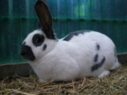 Femela_I_01; Femela Pestrit German Albastra
