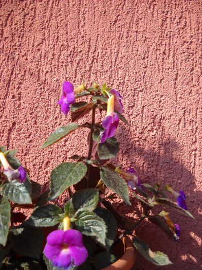 Purple King 1.10.013 - 1 ACHIMENES-2013