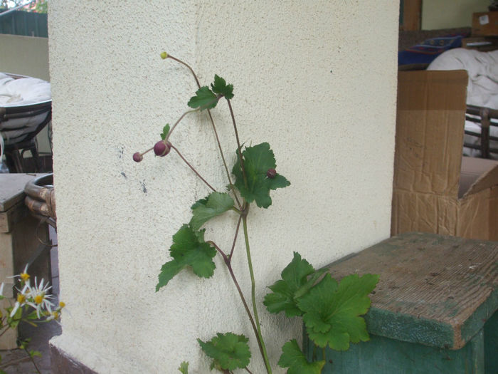 DSCF2908