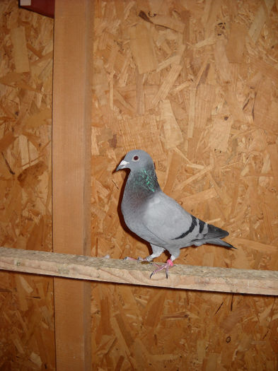 fica PEDRO; Fica din PEDRO locul 1 Nat. General UCP 2012 - Toncu Stefan & Madalin
