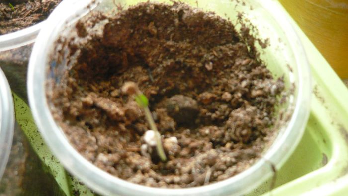 pare sa fie adenium...Primit bonus de la lacry...