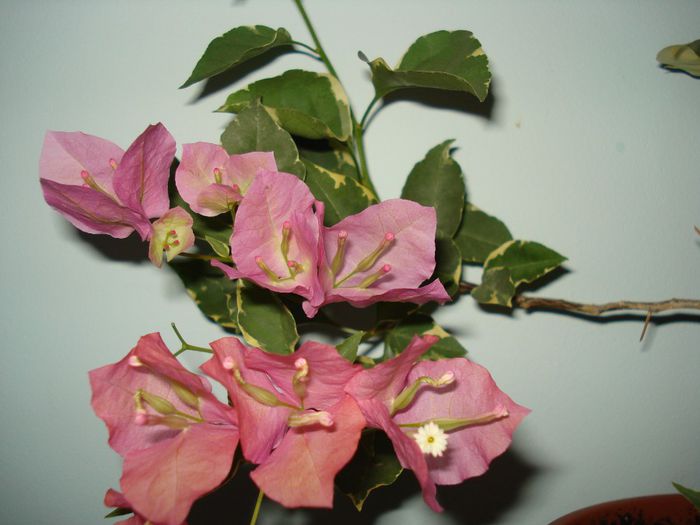 Bengal Orange - BOUGAINVILLEA
